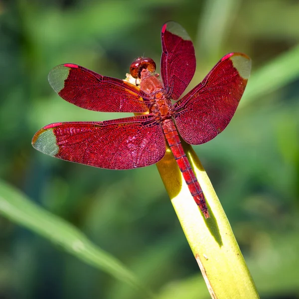 Libélula vermelha — Fotografia de Stock