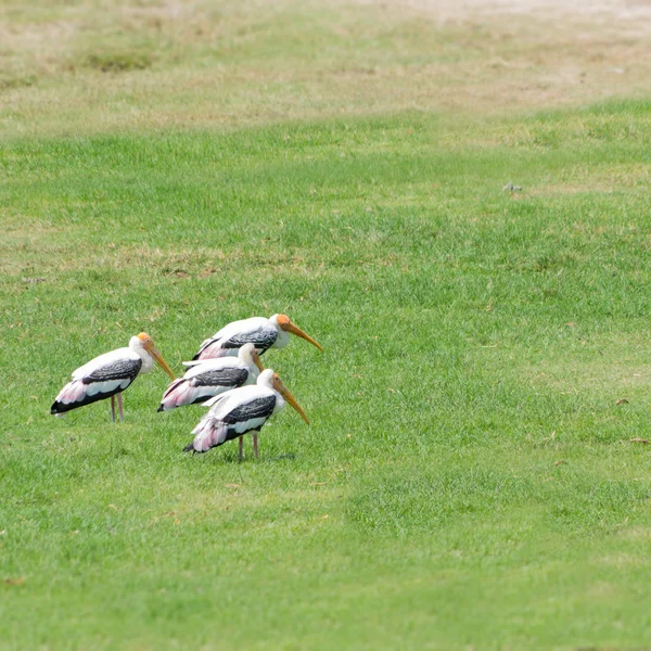 Stork — Stockfoto