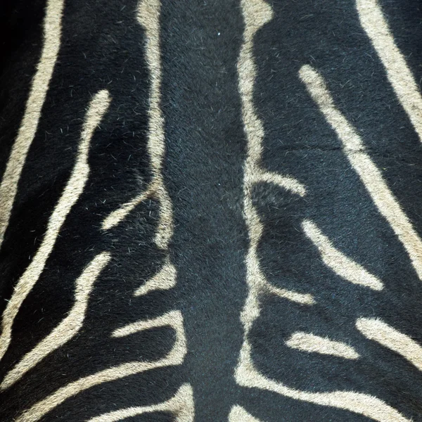 Текстурированная кожа зебры — стоковое фото