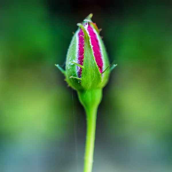 Rosa. — Foto Stock