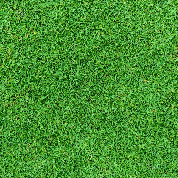 Grass — Stock Photo, Image