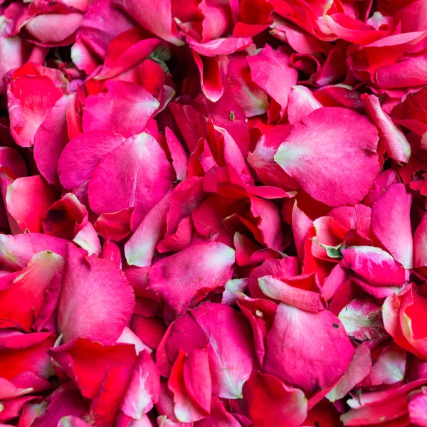 Petals of rose. — Stock Photo, Image