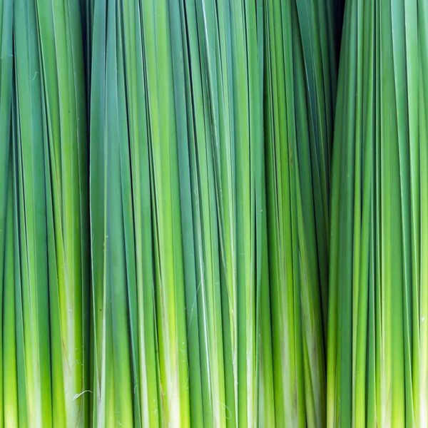 Verde acqua vegetale . — Foto Stock