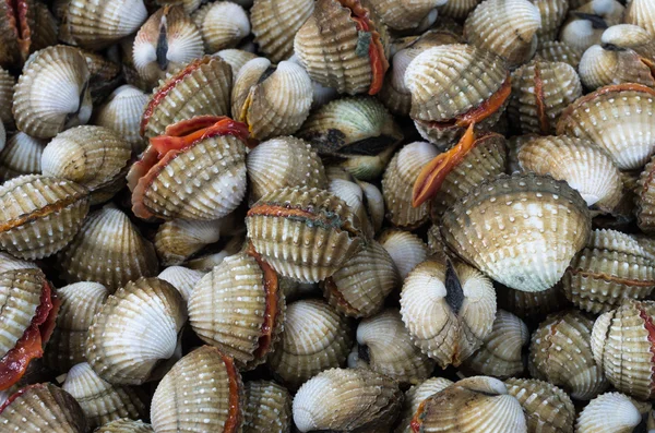 Cockles — Stock Photo, Image