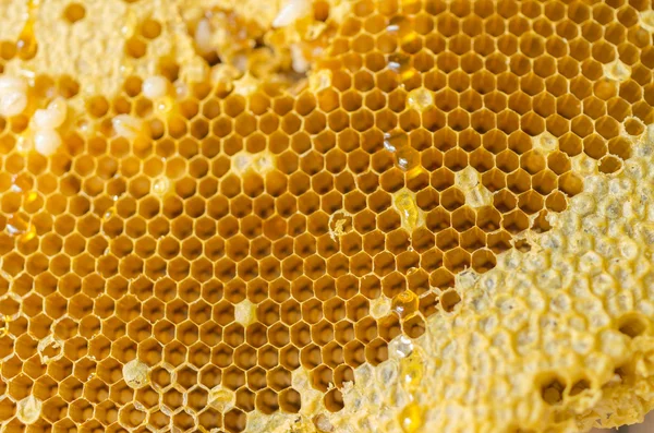 Honeycomb — Stock Photo, Image