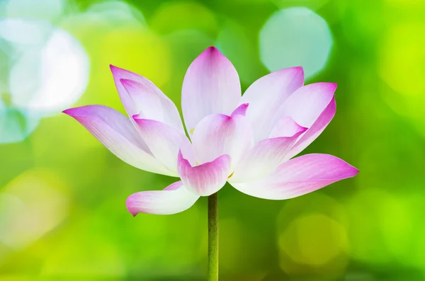 Beautiful lotus — Stock Photo, Image