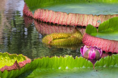 Victoria'nın dev lotus