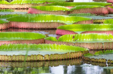 Victoria'nın dev lotus