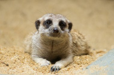 Meerkat clipart