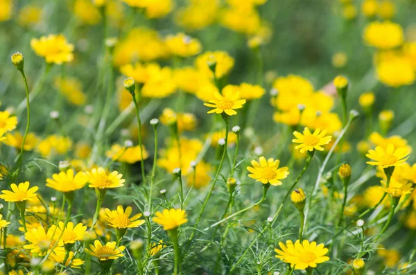 Dalhberg Daisy — Stockfoto