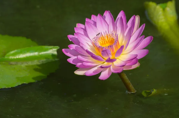 Blossom lotus flower — Stock Photo, Image