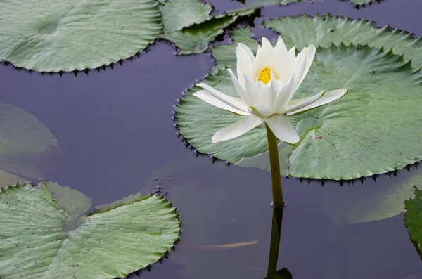 Blossom lotus flower — Stock Photo, Image