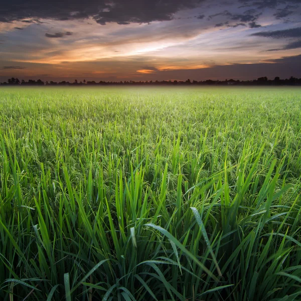 Campo de arroz — Foto de Stock