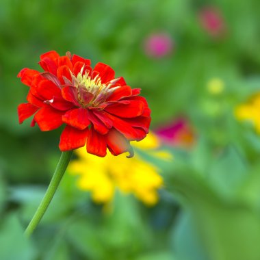 Kırmızı krizantem