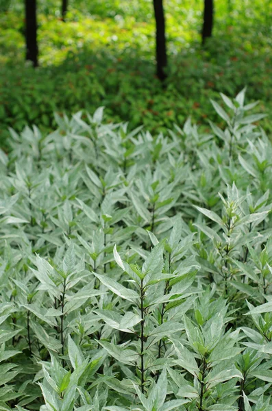 Fogliame in giardino. — Foto Stock