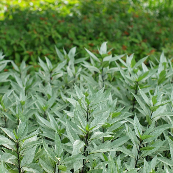 Laub im Garten. — Stockfoto