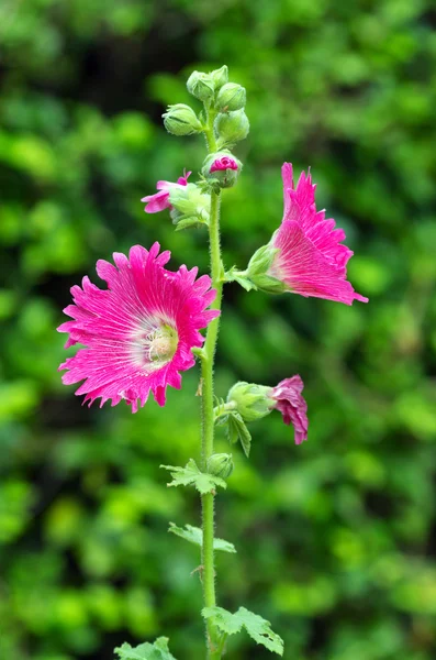 Hollyhock Flower — Stock Photo, Image
