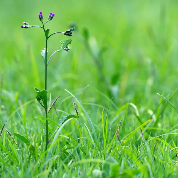 Квітка трава — стокове фото