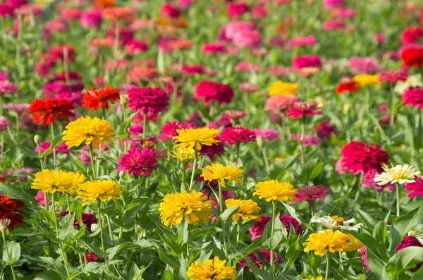 Colorful chrysanthemums — Stock Photo, Image