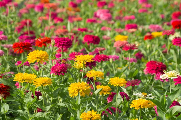 Färgglada krysantemum — Stockfoto