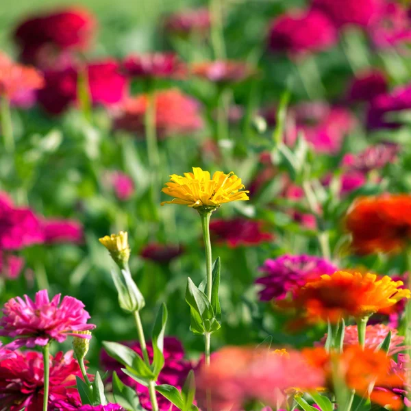 Färgglada krysantemum — Stockfoto