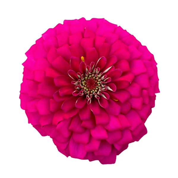 Rode chrysant — Stockfoto