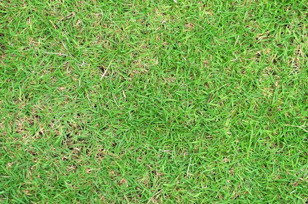 Green grass texture — Stock Photo, Image