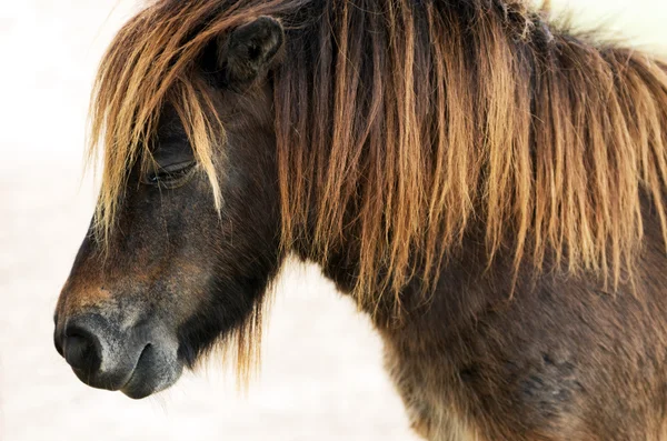 Карликовая лошадь — стоковое фото
