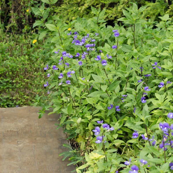 Sinipunaiset kukat. — kuvapankkivalokuva