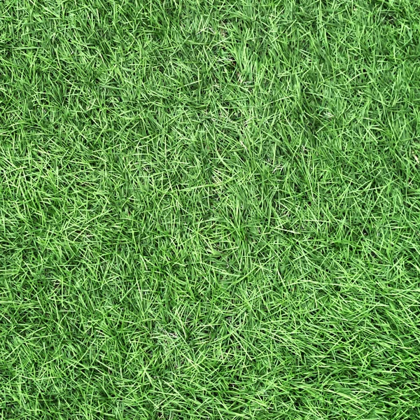 Green grass texture — Stock Photo, Image