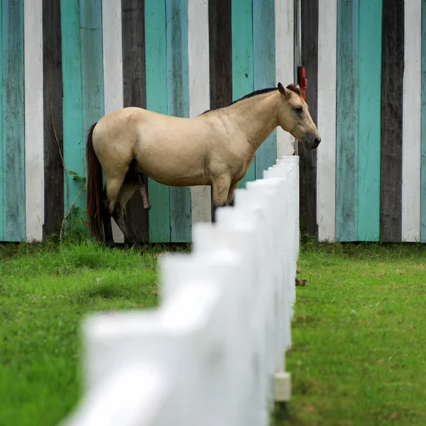 Cavalo marrom em um estábulo — Fotografia de Stock