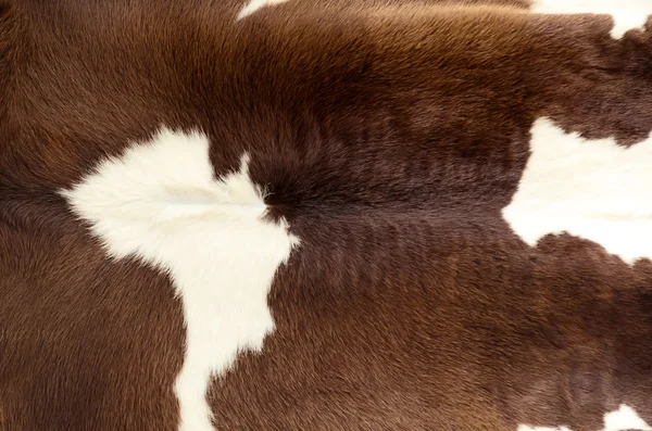 一头母牛的皮肤 — 图库照片