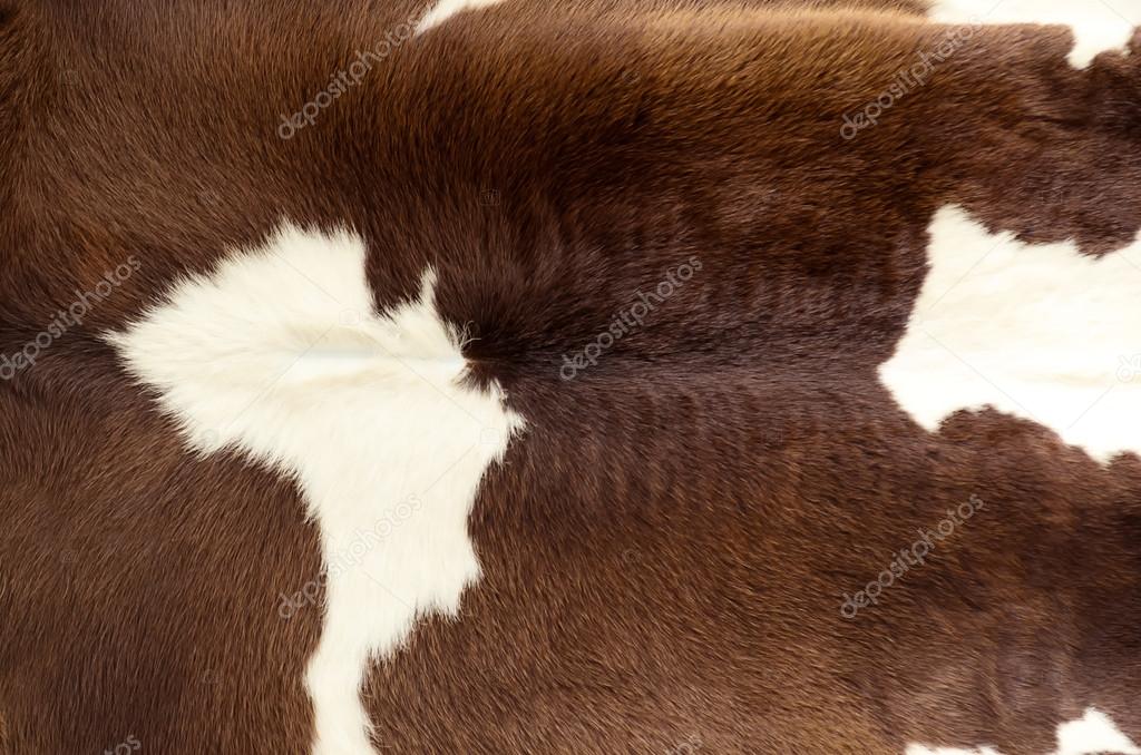 skin of a cow