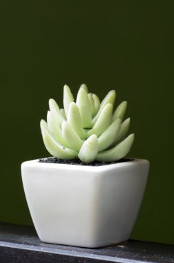 aloe vera.