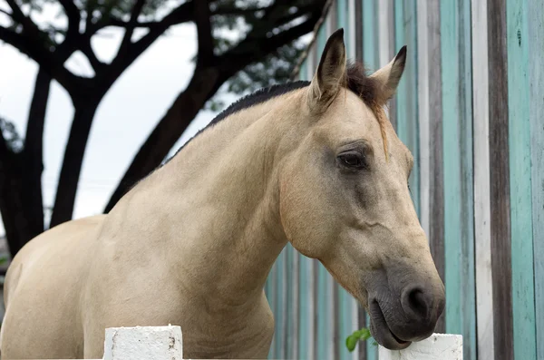 Caballo marrón en un establo —  Fotos de Stock