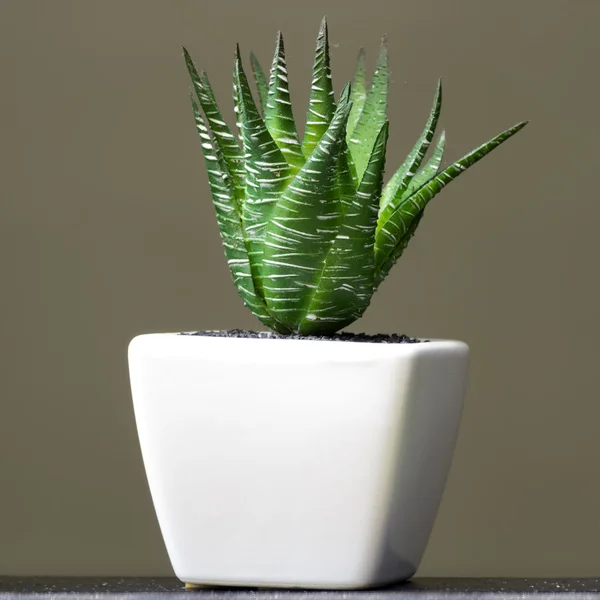 Aloe vera. — Stockfoto