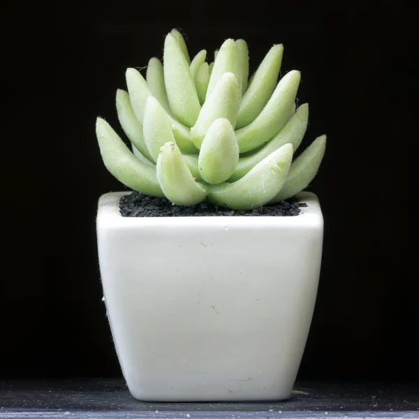 Aloe vera. — Stok fotoğraf