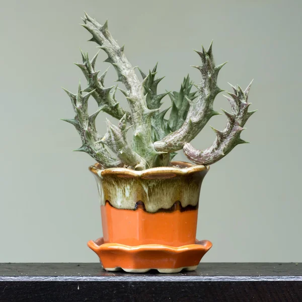 Cactus dans un pot — Photo