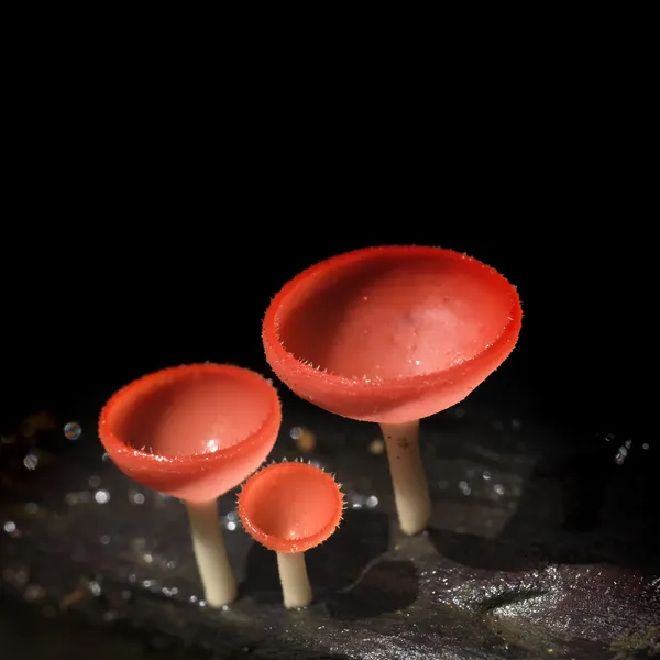 Oranžové houby — Stock fotografie