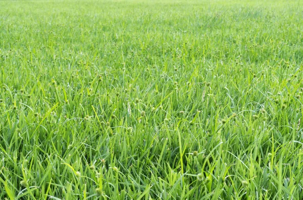 Grass — Stock Photo, Image