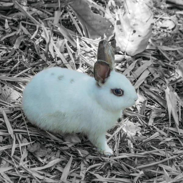 Conejo blanco . —  Fotos de Stock