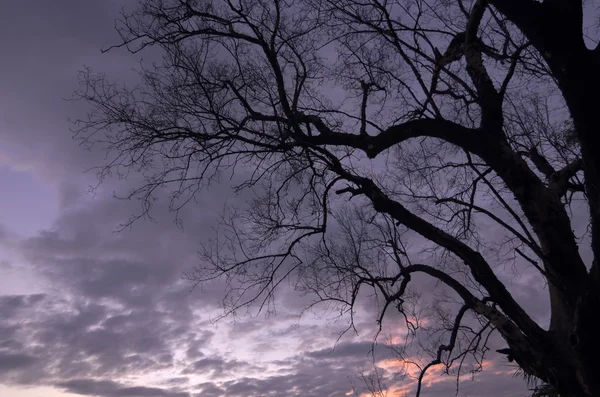 Silhouette d'un arbre — Photo
