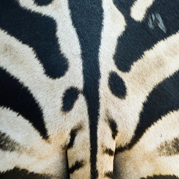 Textured skin of Zebra