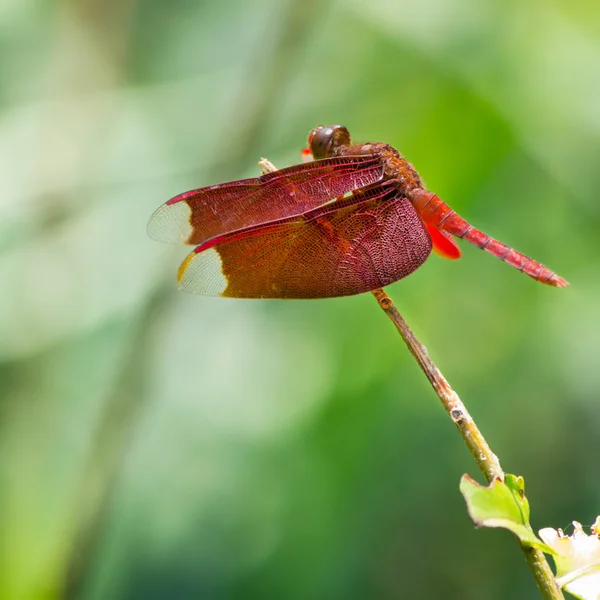 Červená vážka — Stock fotografie