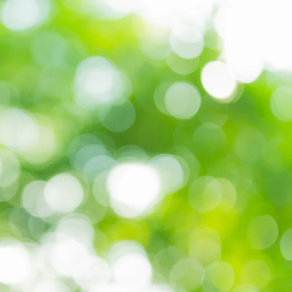 Naturalny zielony bokeh — Zdjęcie stockowe