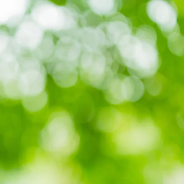 Naturliga gröna bokeh — Stockfoto