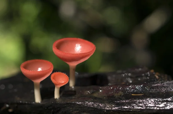 橙色蘑菇 — 图库照片