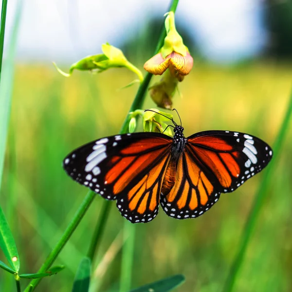 Mariposa tigre común — Foto de Stock