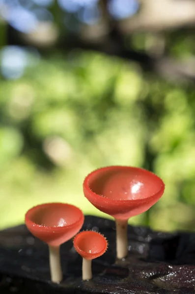 Oranje paddestoel — Stockfoto