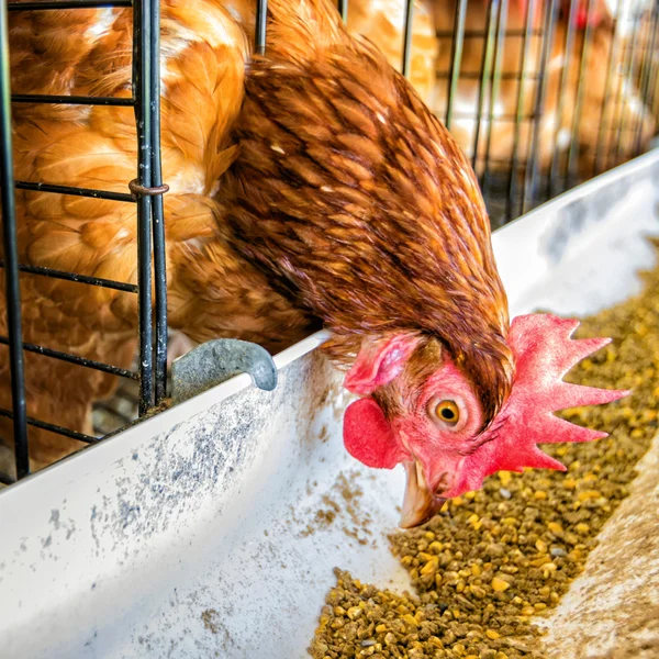 Allevamento di pollo . Fotografia Stock